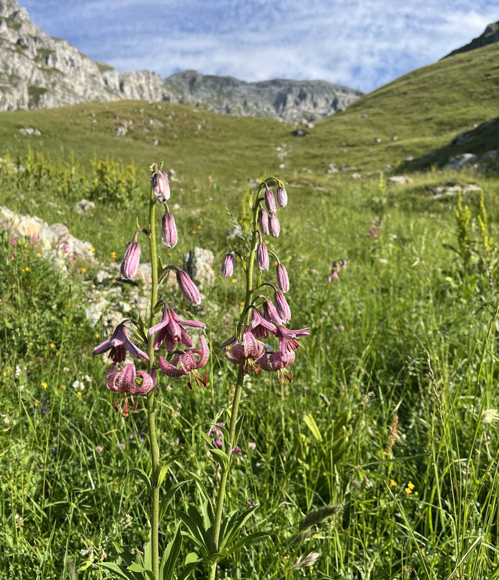 Dion - Soran 2399 m......Brenta